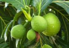 breadfruit.jpg