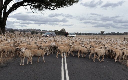 aussiesheep.jpg