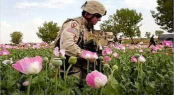 us_poppies__afghanistan.jpg