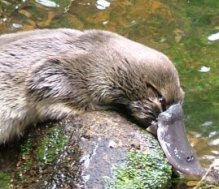 platypus.jpg