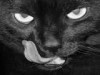 cat.jpg