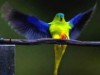 endangeredorangebelliedparrot.jpg