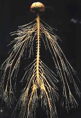 Human nervous system - 'tree walking'