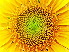 sunflowerfibonacci.jpg