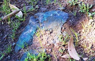 Blue Rock