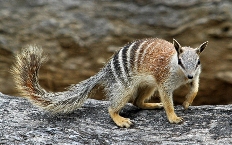 Australian Numbat facing extinction