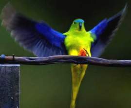 endangeredorangebelliedparrot.jpg