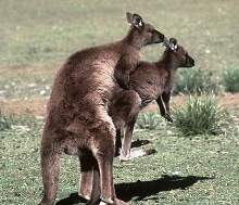 greykangaroosmating.jpg